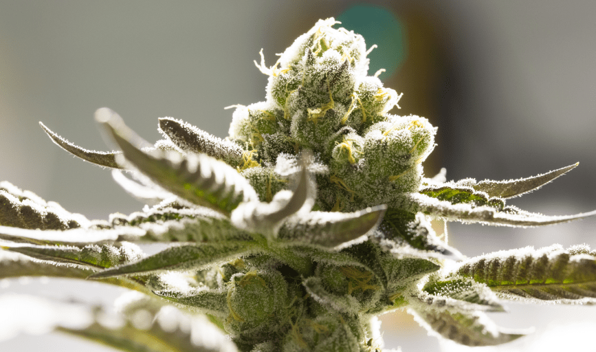 THCA FLOWER